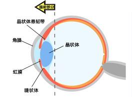 Vol.1 眼睛的结构和功能-前眼部分