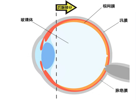 Vol.2 眼睛的构造与功能 - 眼后节部分